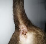 catbutt