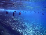 Molokini-Crater-Snorkeling-Fish