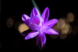 Epiphyllum flower