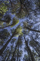 Clyde Shepherd Nature Preserve