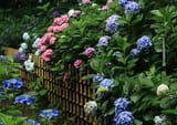 hydrangeas_at_myorakuji_temple__kawasaki__japan