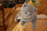 kitten