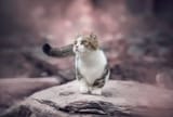 cat-bokeh