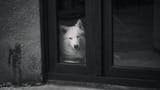 Melancholic dog
