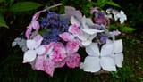 hydrangeas_at_howick_hall_garden__longhoughton__northumbria