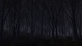 Eyes In The Dark