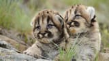 tiger-cubs