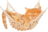 kitten-in-a-hammock