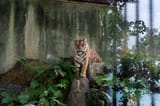 sumatran_tiger