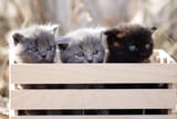 kittens_in_a_box
