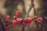 Scattered Pink
