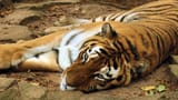 tiger_resting_2048x1152