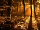 Autumn_Forest