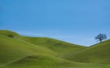California-blue-Sun-tree-green-countryside-Nikon-country-peaceful-Sunny-minimal-hills-bayarea-eastbay-nikkor-hillside-simple-contemplative-minimalist-lonetree-lonelytree-tassajara-meditative-contracosta-753041