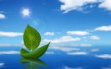 Sailing Leaf