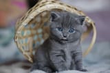 kitten_in_a_basket