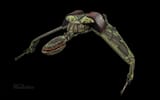 Star Trek_Klingon Bird Of Prey