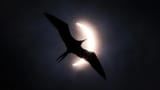 Frigatebird-and-partial-eclipse-through-thin-clouds