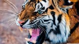 snarling_tiger