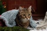 tabby_cat