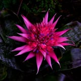 bromeliad_____by_xjames7_dc3xuqj