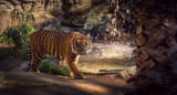 tiger_on_the_prowl