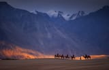 caravan_in_ladakh