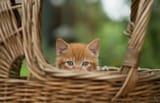 orange_kitten_in_a_basket