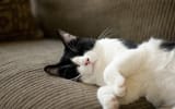 CatsB6_Grendel