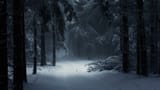 dark snowy forest