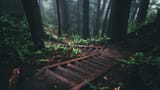 deep forest stairs