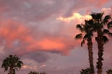palm_tree_before_a_sandstorm__arizona__usa