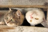 funny_cats