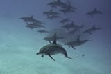spinner_dolphins_in_the_red_sea__near_marsa_alam__egypt