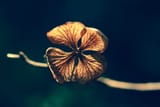bronze_hydrangea