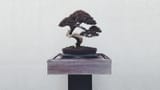 bonsai