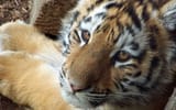 tigger
