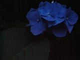 blue_hydrangea