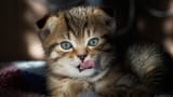 licking_kitty