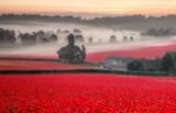 Misty fields of poppies