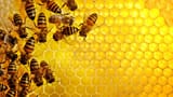 Bugs-Bees-2790
