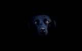 Dog-BlackLab-1440x900