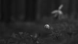 Melancholic