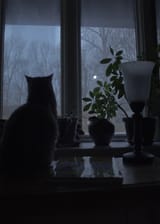 cat_silhouetted_against_the_window