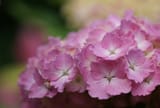 pink_hydrangeas