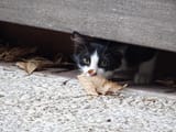 kitten_and_dry_leaf