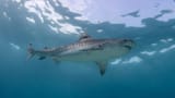 Tiger Shark 22
