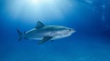 Tiger Shark 06