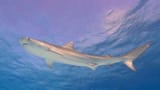 Tiger Shark 07