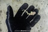 Tiger-Catshark-juvenile